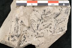 Foto (Detailansicht) von Asplenium hochstetteri Unger (NHMW-GEO-2024-0188-10335)